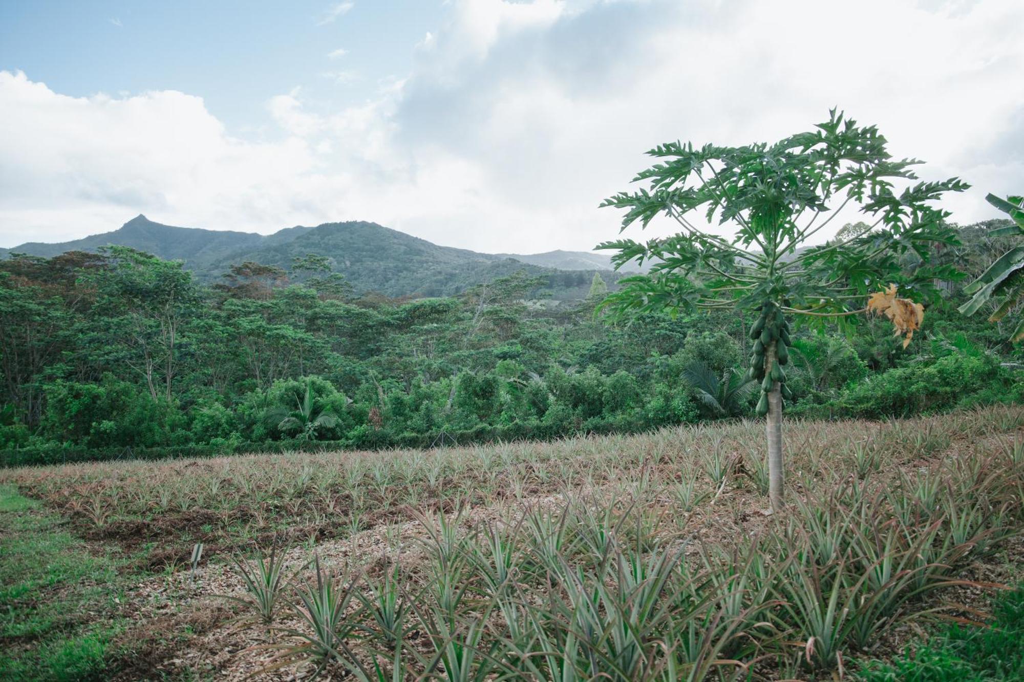 La Vieille Cheminee, Tropical Farm & Eco-Lodges Chamarel Exteriör bild