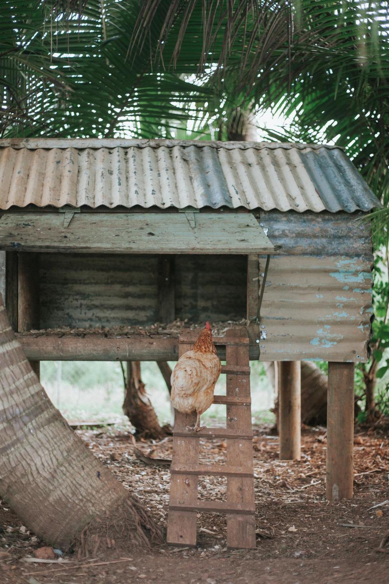 La Vieille Cheminee, Tropical Farm & Eco-Lodges Chamarel Exteriör bild